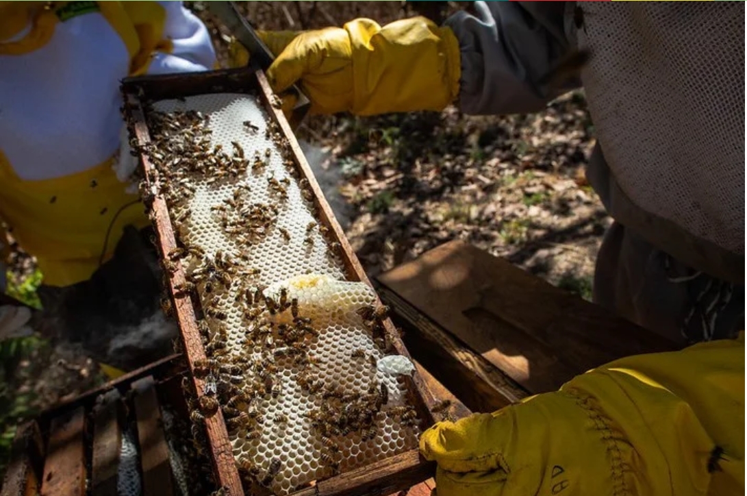 RS comemora supersafra de mel em 2026